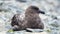 Brown skua lying in the rocks