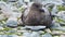 Brown skua lying in the rocks