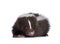 Brown skunk on white background