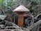 Brown slimecup or copper spike edible mushroom
