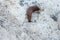 Brown slug crawls on white stone