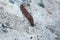 Brown slug crawls on white stone