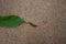 Brown slug on a ground eats green leave