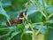 Brown slug sits on a green plant and eats