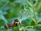 Brown slug sits on a green plant and eats