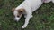 Brown small dog playing on the ground.