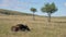 A brown small foals horse foal lies an alpine meadow surrounded. The farm. Horse breeding