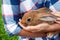 Brown small hare sits in mans hands