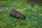 Brown small nutria in Meisenheim, near the river Glan