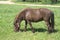 Brown small pony in harness eating grass outdoor