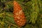 Brown smooth cone closeup plant background spruce long needles evergreen tree