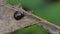 Brown snail crawling on leaf in tropical rain forest.
