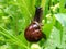 Brown snail crawls on green grass close-up