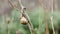 Brown snail feeding on wet branches in nature