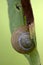 Brown snail gastropoda phyla minori
