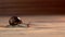 Brown snail gliding on wooden background.