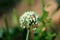 Brown snail hiding inside dense white fully open blooming flowers growing in shape of small round ball on single thick green stem