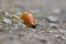 Brown snail, land snail, terrestrial pulmonate gastropod molluscs.