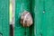 Brown Snail shell on the green wood fence, close up