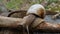 Brown snail slowly moving on wood, natural forest environment, fauna wilderness