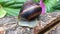 Brown snail turns and crawls on a tree trunk