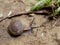 Brown snail, which its slime is used to make facial mask, with spiral shell crawl in the garden