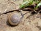 Brown snail, which its slime is used to make facial mask, with spiral shell crawl in the garden