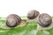 Brown snails