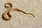 Brown Snake