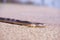 Brown snake crossing dirt road. Snake on the road.