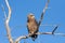 Brown Snake Eagle