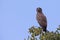 Brown snake eagle with angry yellow eyes waiting on perch
