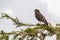 Brown Snake eagle bird of prey with many bugs flying around at Serengeti National Park in Tanzania, Africa