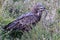 Brown snake eagle with its prey