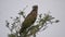 Brown Snake Eagle Sitting on the Tree Watching Around in Africa