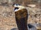 a brown snake standing on top of a dirt field next to a forest