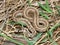 Brown Snake (Storeria dekayi)