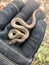 Brown Snake Storeria dekayi