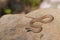 Brown snake - Storeria dekayi -
