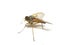 Brown snipe fly Rhagio tringarius