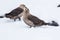 Brown south polar skuas skua standing on the snow, Antarctica