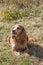 Brown Spaniel on green meadow