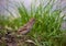 Brown sparrow on green grass