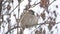 Brown sparrow sitting on a bird dry branch winter wind