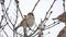 Brown sparrow sitting on a dry branch winter wind bird