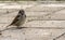 A brown sparrow stands on paving slabs in a city park