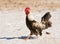 Brown speckled bantam rooster walking in snow