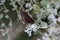 Brown speckled butterfly sitting on furry green leaves