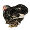 Brown speckled chicken isolated