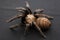 Brown spider in combat stock red dangerous poisonous tarantula black background fangs teeth hairs macro